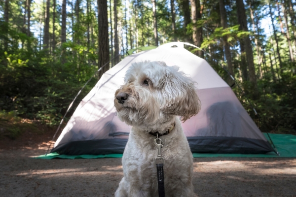 Tips for Camping With Your Dog